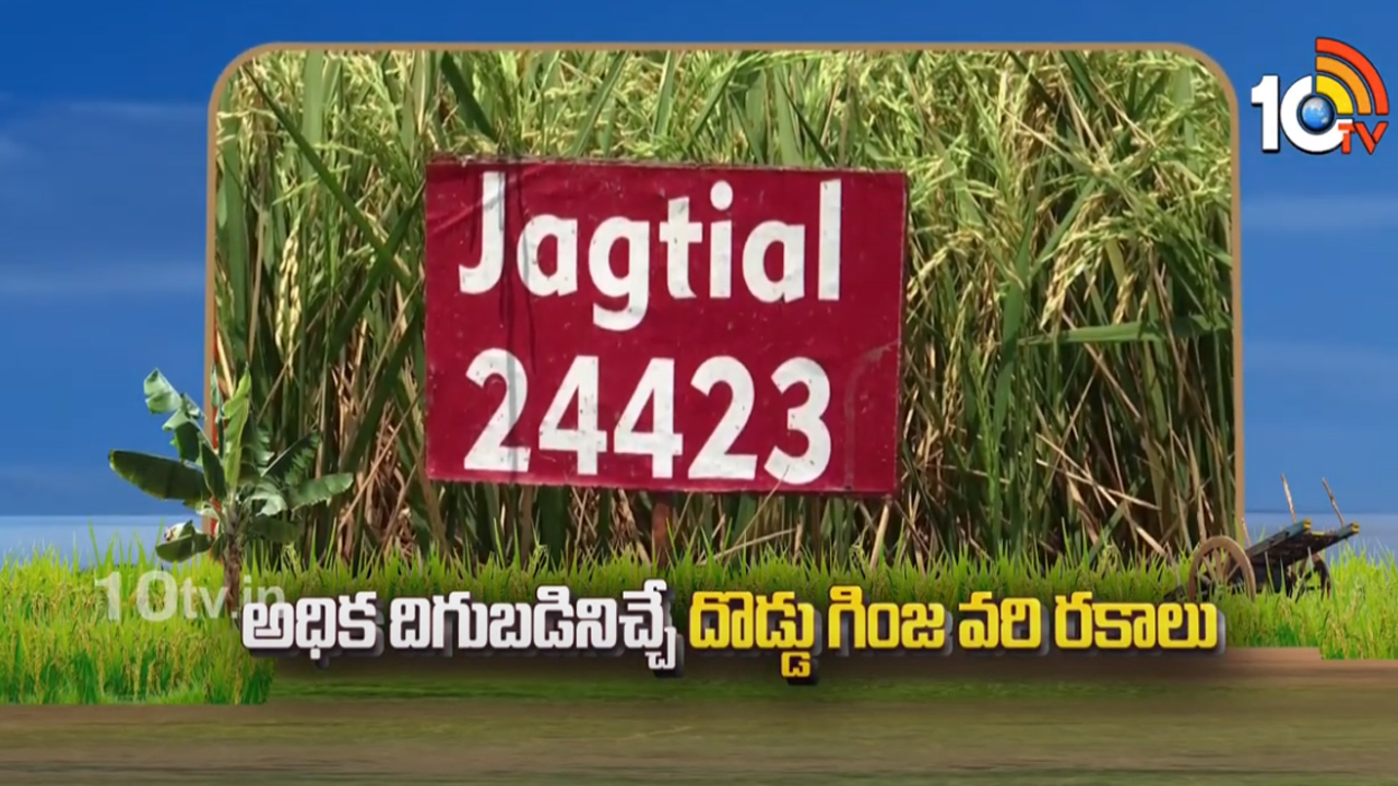 పాతరకాలకు ప్రత్యామ్నాయంగా కొత్త రకాలు.. దొడ్డుగింజ వరి రకాలు పాతరకాలకు ప్రత్యామ్నాయంగా కొత్త రకాలు.. దొడ్డుగింజ వరి రకాలు