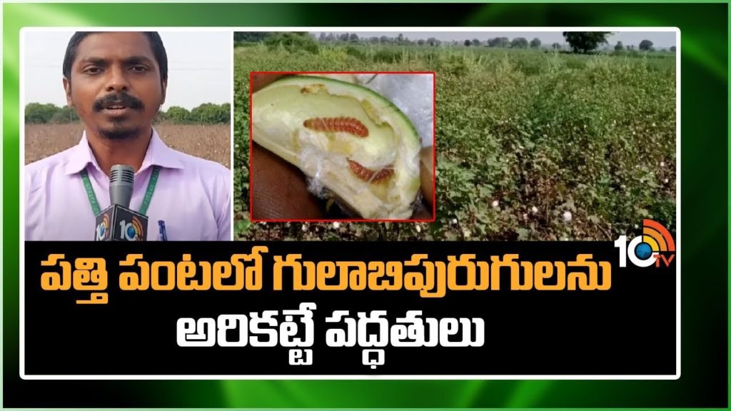 Pest Control In Cotton Cultivation