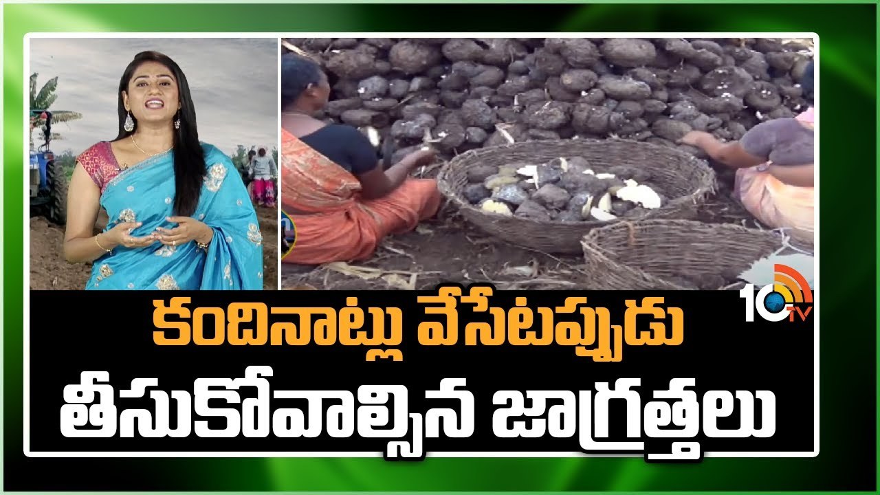 Redgram Cultivation : కంది నాటడానికి జూన్ నెల అనుకూలం – అధిక దిగుబడుల కోసం చేపట్టాల్సిన మెళకువలు Redgram Cultivation : కంది నాటడానికి జూన్ నెల అనుకూలం – అధిక దిగుబడుల కోసం చేపట్టాల్సిన మెళకువలు