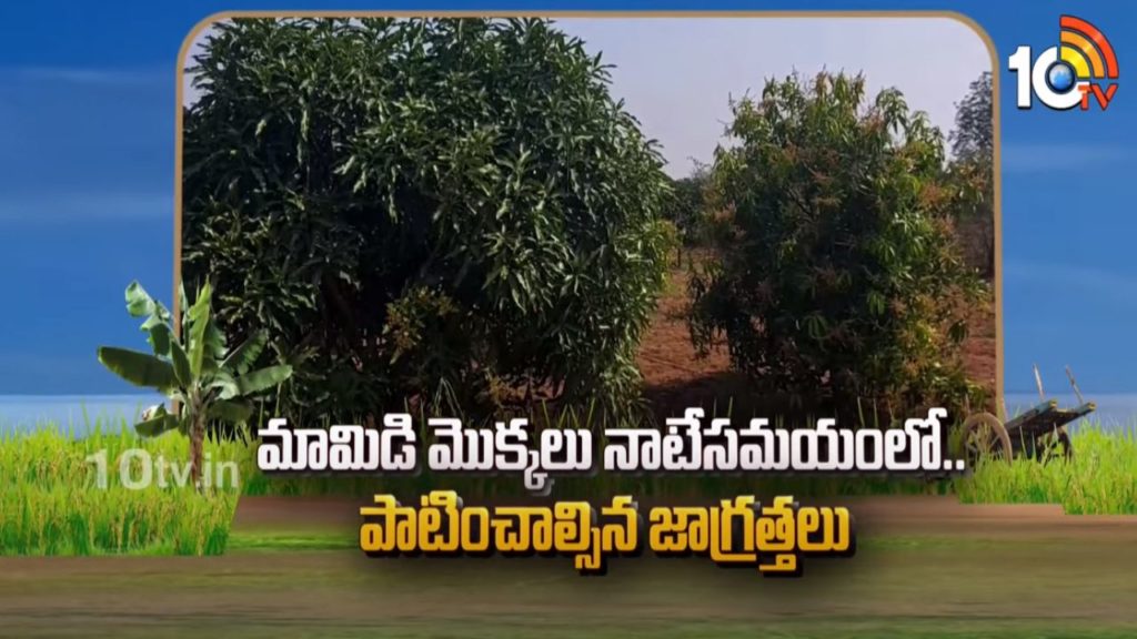 Precautions of Planting Mango Plants