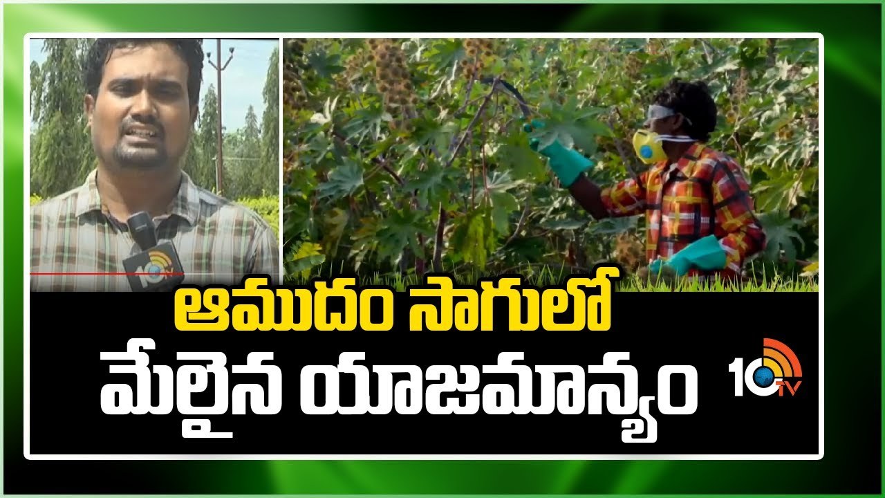 Castor Oil Farming : వర్షధారంగా ఆముదం సాగు – అధిక దిగుబడులకోసం మేలైన యాజమాన్యం Castor Oil Farming : వర్షధారంగా ఆముదం సాగు – అధిక దిగుబడులకోసం మేలైన యాజమాన్యం