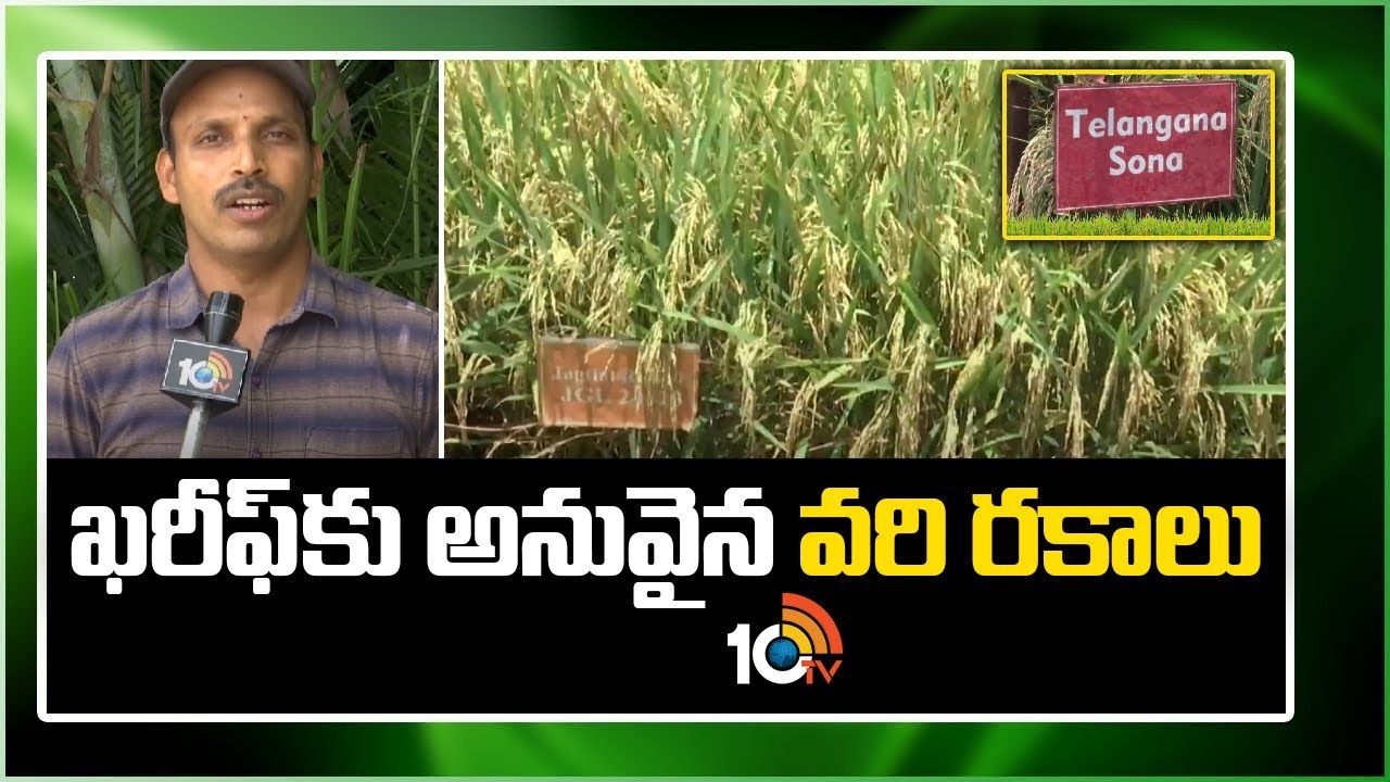 Rice Varieties for Kharif : ఖరీఫ్ సాగుకు అనువైన మధ్యస్థ సన్నగింజ వరి రకాలు Rice Varieties for Kharif : ఖరీఫ్ సాగుకు అనువైన మధ్యస్థ సన్నగింజ వరి రకాలు