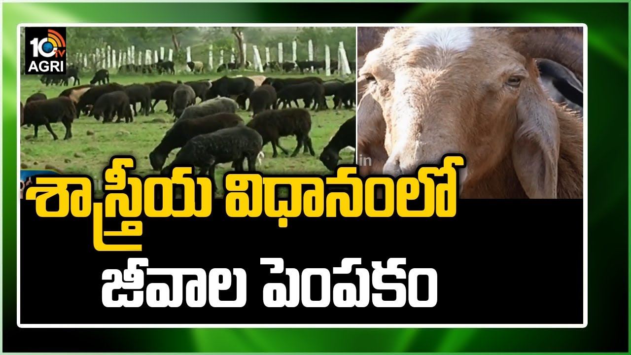 Sheep Goat Farming : శాస్త్రీయ విధానంలో జీవాల పెంపకం – నిరుద్యోగ యువతకు మంచి ఉపాధి Sheep Goat Farming : శాస్త్రీయ విధానంలో జీవాల పెంపకం – నిరుద్యోగ యువతకు మంచి ఉపాధి