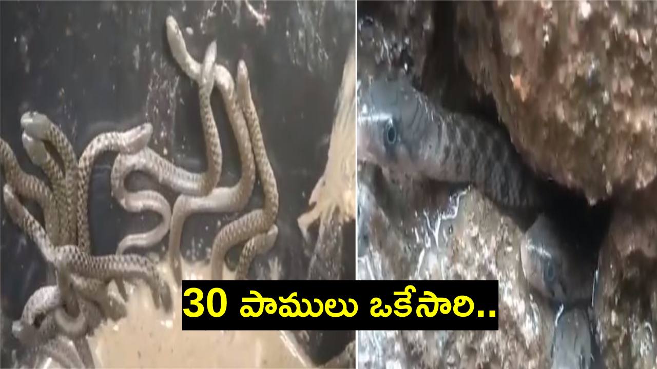 Viral Video: బాత్రూంలో 30 పాములు.. వణికిపోయిన స్థానికులు Viral Video: బాత్రూంలో 30 పాములు.. వణికిపోయిన స్థానికులు