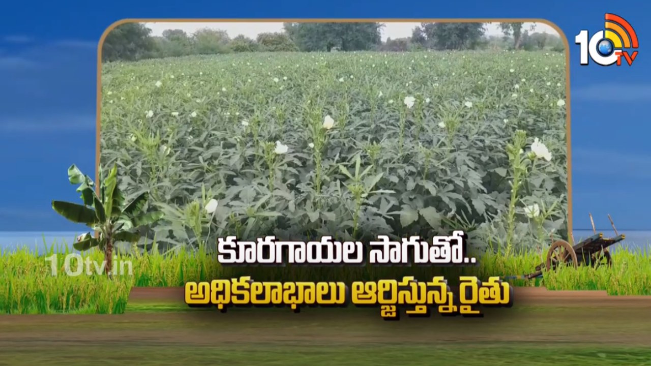 Vegetables Farming : అంతర పంటలతో అదనపు ఆదాయం.. కూరగాయల సాగుతో.. అధిక లాభాలు ఆర్జిస్తున్న రైతు Vegetables Farming : అంతర పంటలతో అదనపు ఆదాయం.. కూరగాయల సాగుతో.. అధిక లాభాలు ఆర్జిస్తున్న రైతు