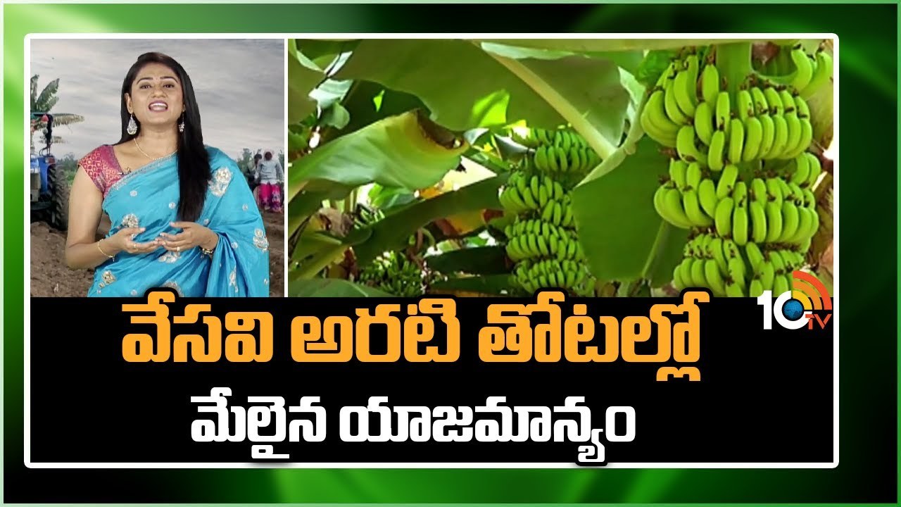 Banana Cultivation : వేసవి అరటి తోటల్లో మేలైన యాజమాన్యం Banana Cultivation : వేసవి అరటి తోటల్లో మేలైన యాజమాన్యం