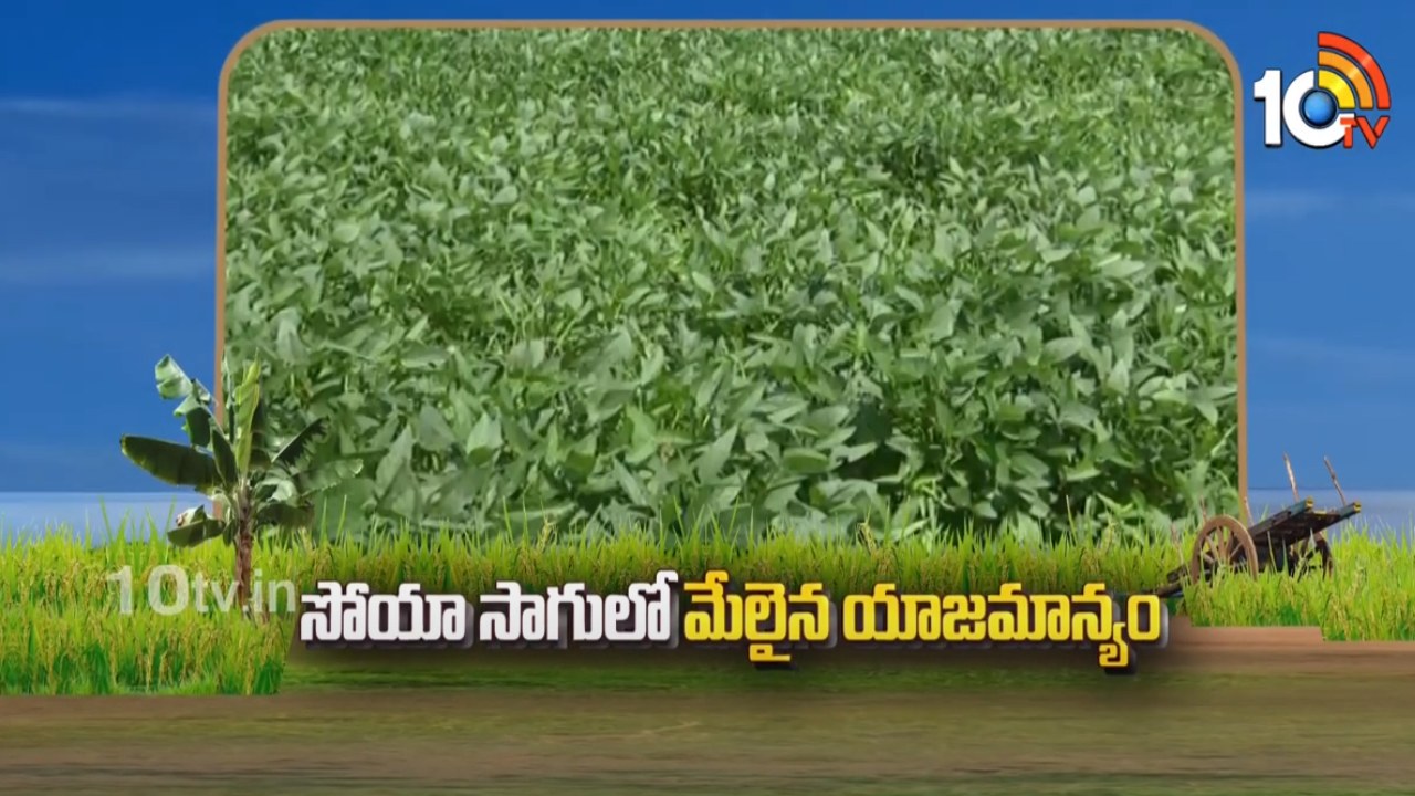 Soya Cultivation : ఖరీఫ్లో వర్షాధారంగా సోయాచిక్కుడు సాగు.. విత్తన ఎంపికలో తీసుకోవాల్సిన మెళకువలు Soya Cultivation : ఖరీఫ్లో వర్షాధారంగా సోయాచిక్కుడు సాగు.. విత్తన ఎంపికలో తీసుకోవాల్సిన మెళకువలు