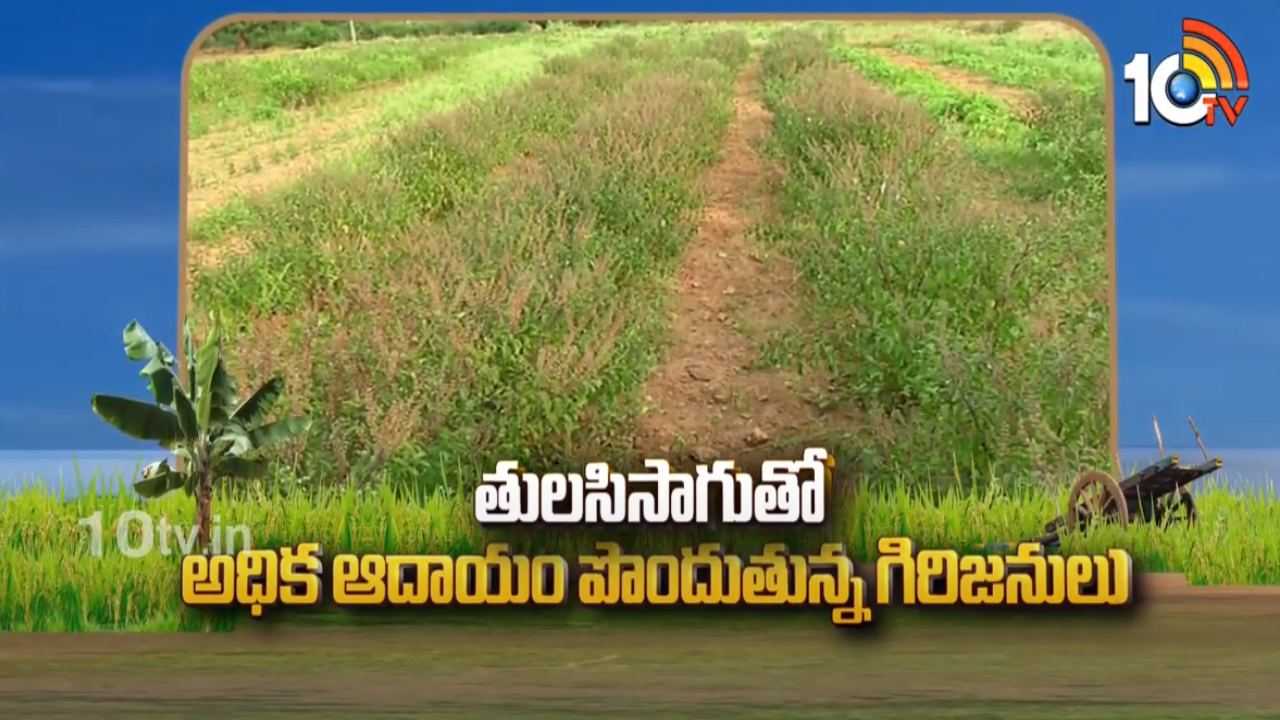 Tulasi Cultivation : తులసి సాగుతో అధిక ఆదాయం పొందుతున్న గిరిజనులు Tulasi Cultivation : తులసి సాగుతో అధిక ఆదాయం పొందుతున్న గిరిజనులు