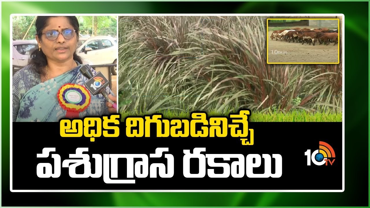 Types Of Cow Feed : అధిక దిగుబడినిచ్చే పశుగ్రాస రకాలు.. Types Of Cow Feed : అధిక దిగుబడినిచ్చే పశుగ్రాస రకాలు..