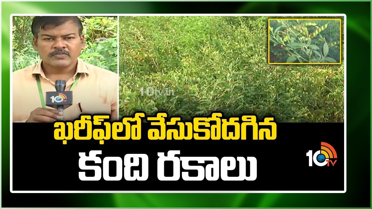 Redgram Kharif : ఖరీఫ్లో వేసుకోదగిన కంది రకాలు.. జూలై 15 వరకు విత్తుకునే అవకాశం Redgram Kharif : ఖరీఫ్లో వేసుకోదగిన కంది రకాలు.. జూలై 15 వరకు విత్తుకునే అవకాశం