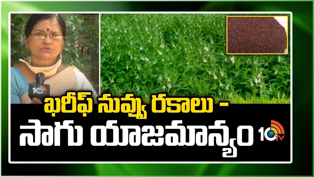 Sesame Kharif Season : ఖరీఫ్కు అనువైన నువ్వు రకాలు – అధిక దిగుబడికి చేపట్టాల్సిన యాజమాన్యం Sesame Kharif Season : ఖరీఫ్కు అనువైన నువ్వు రకాలు – అధిక దిగుబడికి చేపట్టాల్సిన యాజమాన్యం