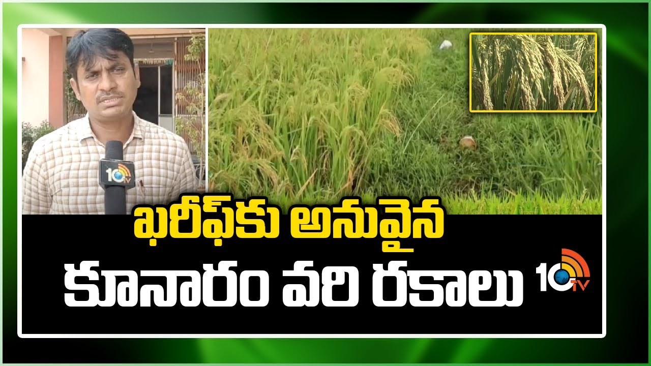 Kunaram Rice : ఖరీఫ్కు అనువైన కూనారం వరి రకాలు Kunaram Rice : ఖరీఫ్కు అనువైన కూనారం వరి రకాలు