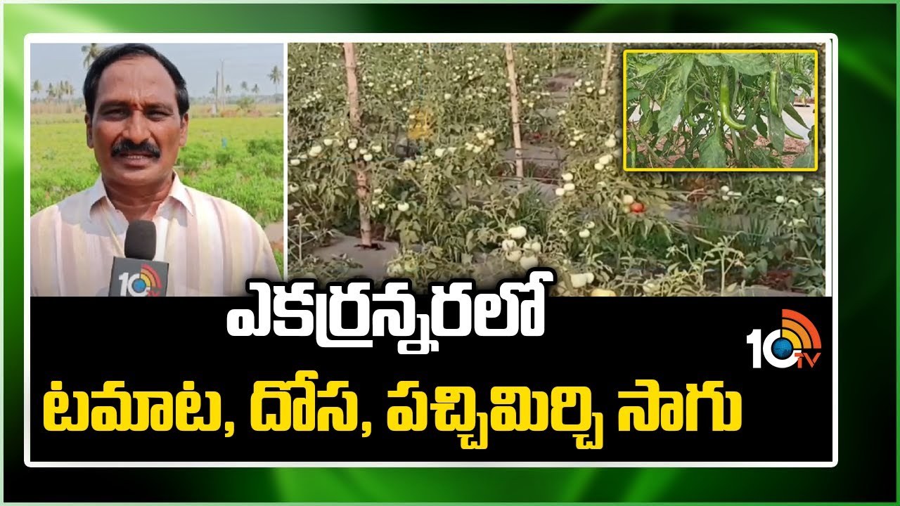Vegetable Cultivation : ఎకరన్నరలో టమాట, దోస, పచ్చిమిర్చి సాగు Vegetable Cultivation : ఎకరన్నరలో టమాట, దోస, పచ్చిమిర్చి సాగు