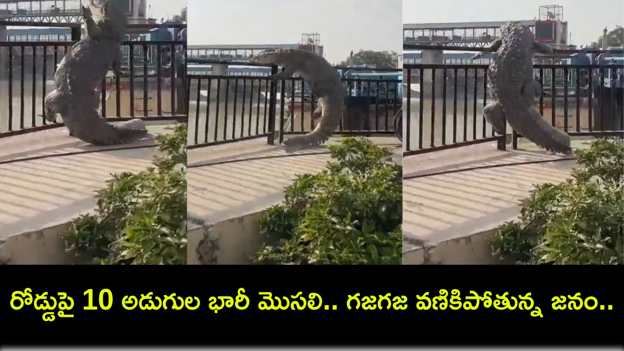 Viral Video : అమ్మ బాబోయ్.. రోడ్డుపై 10 అడుగుల భారీ మొసలి.. గజగజ వణికిపోతున్న జనం.. వైరల్ వీడియో! Viral Video : అమ్మ బాబోయ్.. రోడ్డుపై 10 అడుగుల భారీ మొసలి.. గజగజ వణికిపోతున్న జనం.. వైరల్ వీడియో!