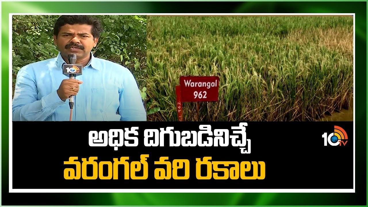Kharif Season : అధిక దిగుబడినిచ్చే వరంగల్ వరి రకాలు Kharif Season : అధిక దిగుబడినిచ్చే వరంగల్ వరి రకాలు