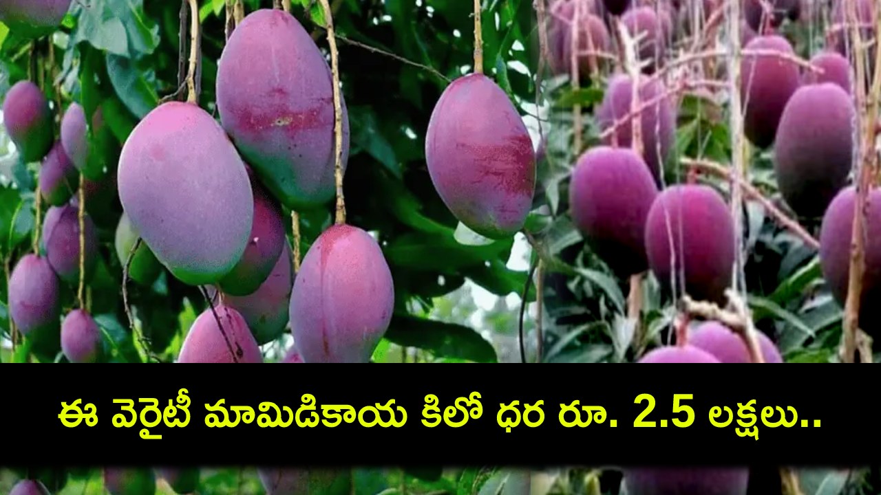 Miyazaki Mangoes : ఈ వెరైటీ మామిడికాయ కిలో ధర రూ. 2.5 లక్షల పైమాటే.. ఎందుకింత ఖరీదు..? రుచి ఎలా ఉంటుందంటే? Miyazaki Mangoes : ఈ వెరైటీ మామిడికాయ కిలో ధర రూ. 2.5 లక్షల పైమాటే.. ఎందుకింత ఖరీదు..? రుచి ఎలా ఉంటుందంటే?