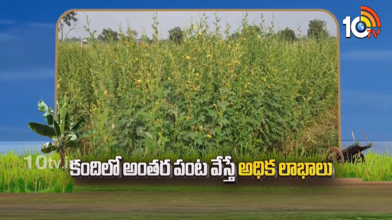 Kandi Intercropping : కందిలో అంతర పంటల సాగుతో అదనపు ఆదాయం Kandi Intercropping : కందిలో అంతర పంటల సాగుతో అదనపు ఆదాయం