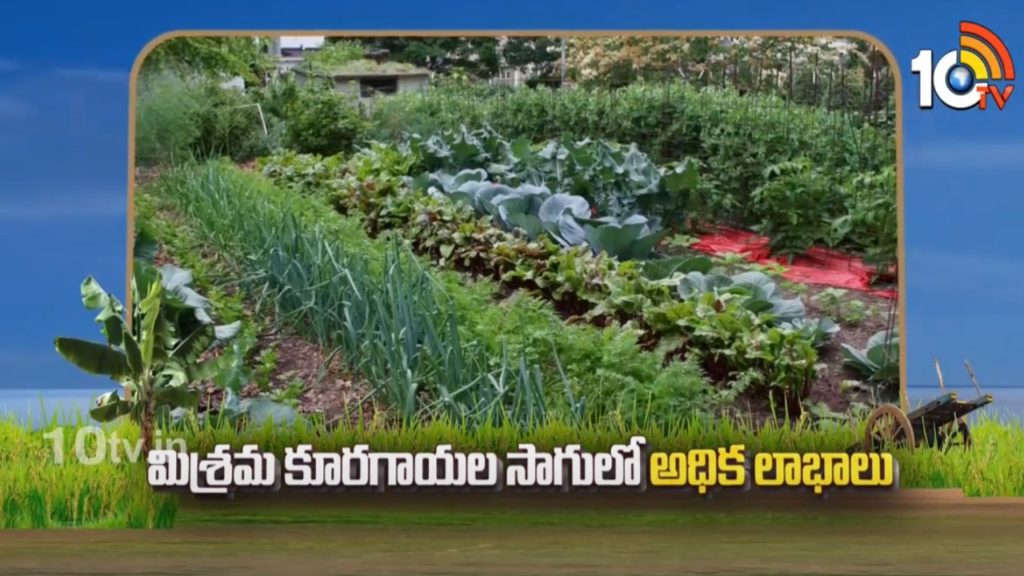growing vegetables for farmers market