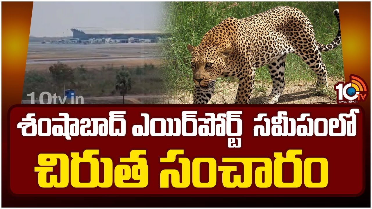 4 రోజులుగా శంషాబాద్ ఎయిర్పోర్ట్ వద్ద చిరుత సంచారం.. బోన్ వరకు వచ్చి మళ్లీ వెళ్లిపోతూ.. 4 రోజులుగా శంషాబాద్ ఎయిర్పోర్ట్ వద్ద చిరుత సంచారం.. బోన్ వరకు వచ్చి మళ్లీ వెళ్లిపోతూ..