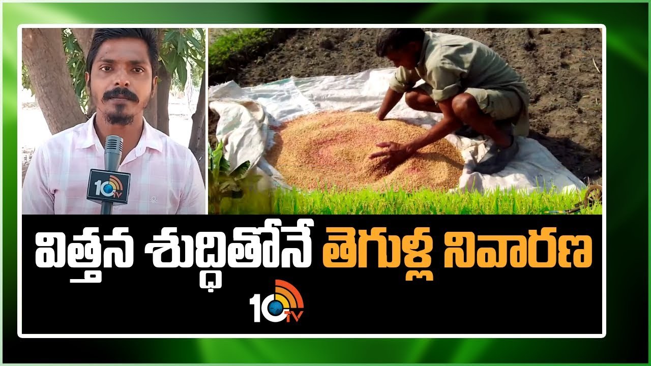 Crop Protection : విత్తన శుద్దితోనే చీడపీడల నివారణ- పెట్టుబడులు తగ్గి అధిక దిగుబడులు Crop Protection : విత్తన శుద్దితోనే చీడపీడల నివారణ- పెట్టుబడులు తగ్గి అధిక దిగుబడులు
