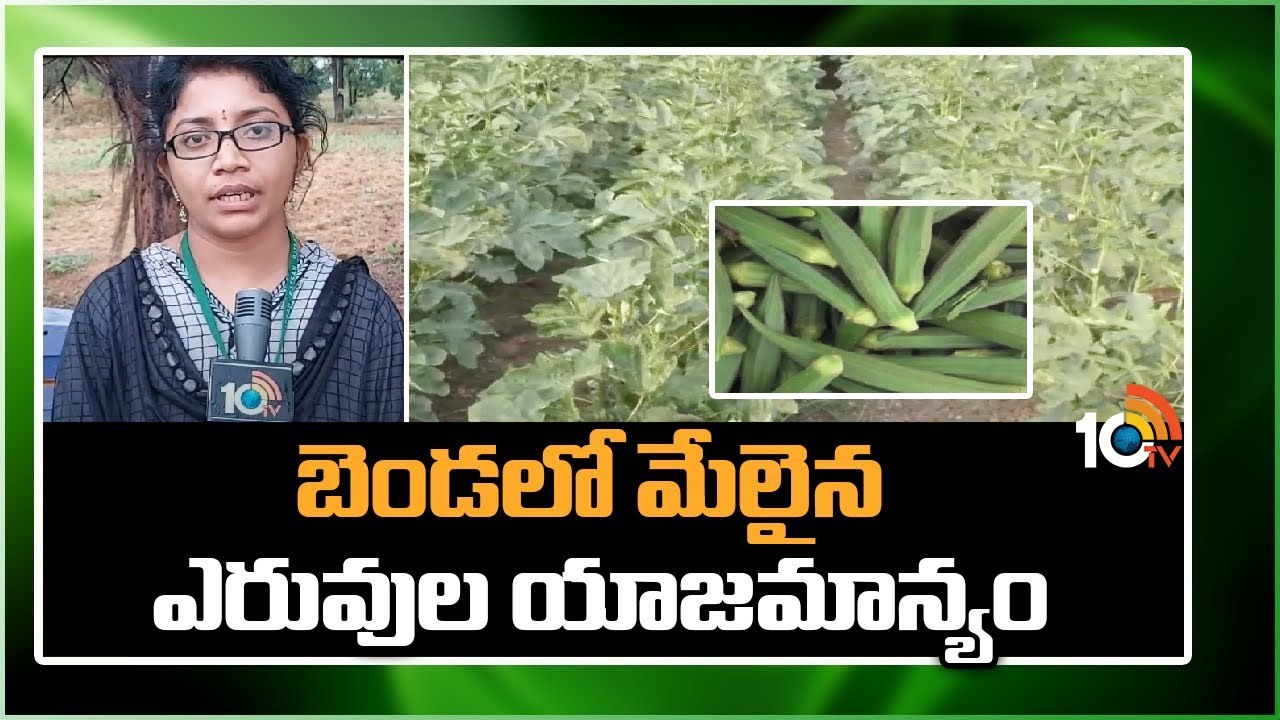 Ownership in Okra : బెండలో మేలైన ఎరువుల యాజమాన్యం.. చీడపీడల నివారణతో అధిక దిగుబడులు Ownership in Okra : బెండలో మేలైన ఎరువుల యాజమాన్యం.. చీడపీడల నివారణతో అధిక దిగుబడులు