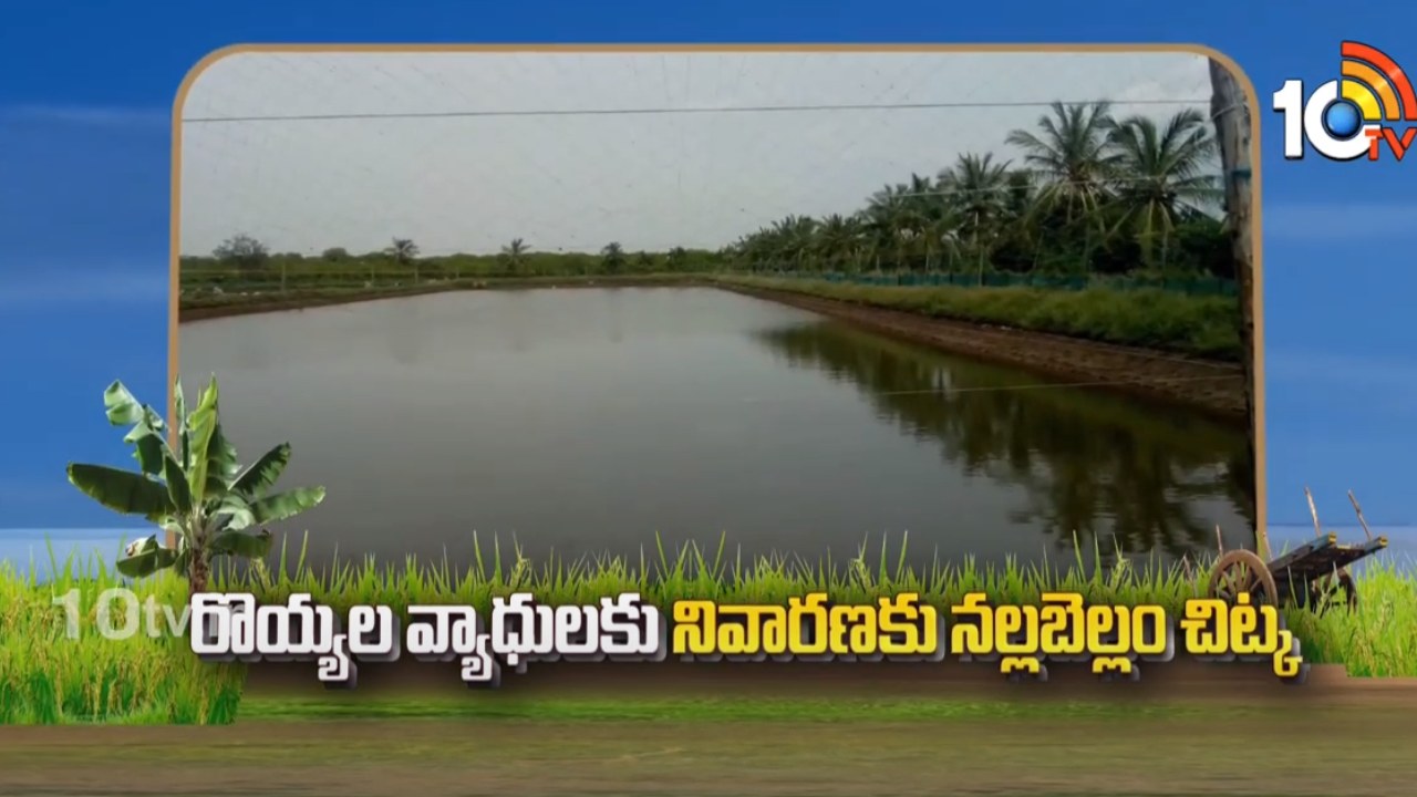 Shrimp Diseases : రొయ్యల వ్యాధులకు నివారణకు నల్లబెల్లం చిట్కా Shrimp Diseases : రొయ్యల వ్యాధులకు నివారణకు నల్లబెల్లం చిట్కా