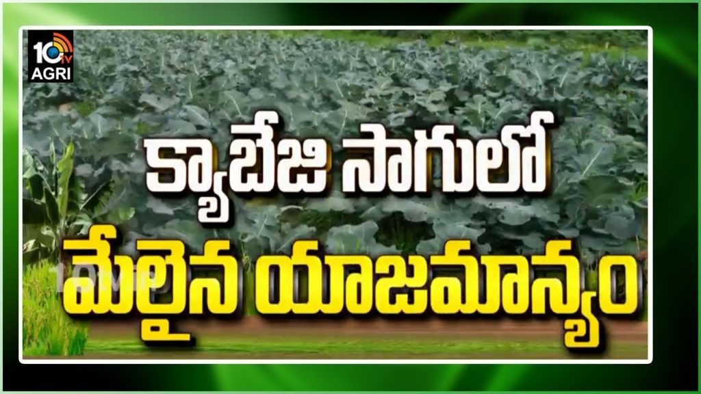 Cabbage Cultivation Management