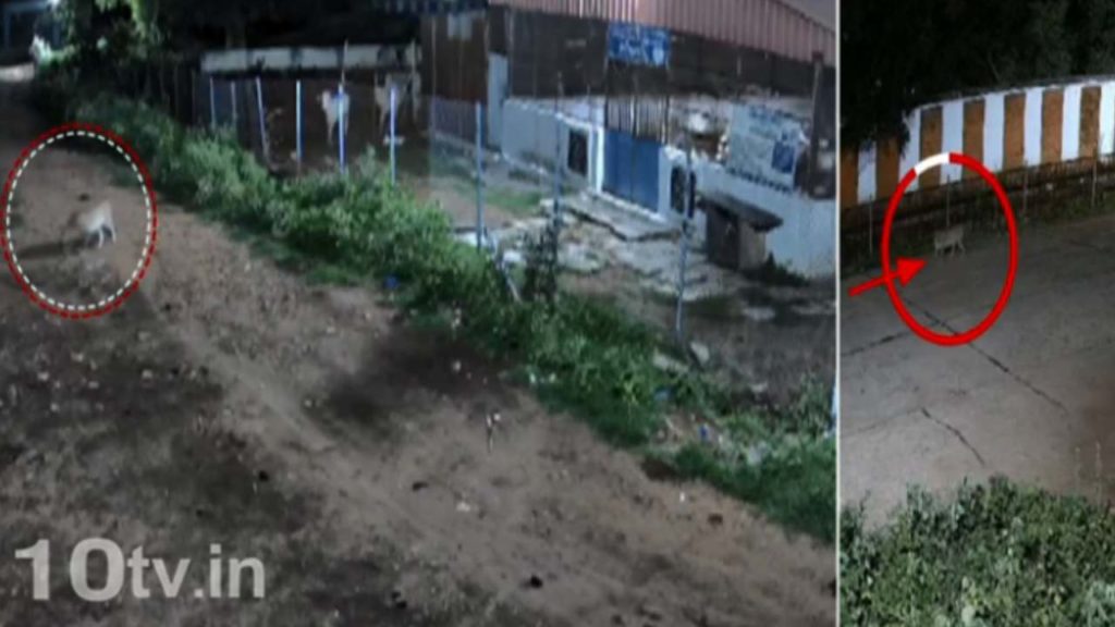 Cheetah Wandering Visuals Caught On CCTV