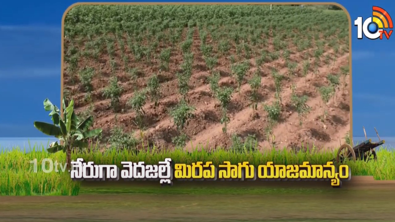 Chilli Cultivation : ఖరీఫ్ వర్షాధార మిరపసాగు – వెదపద్ధతిలో చేపట్టాల్సిన మేలైన యాజమాన్యం Chilli Cultivation : ఖరీఫ్ వర్షాధార మిరపసాగు – వెదపద్ధతిలో చేపట్టాల్సిన మేలైన యాజమాన్యం