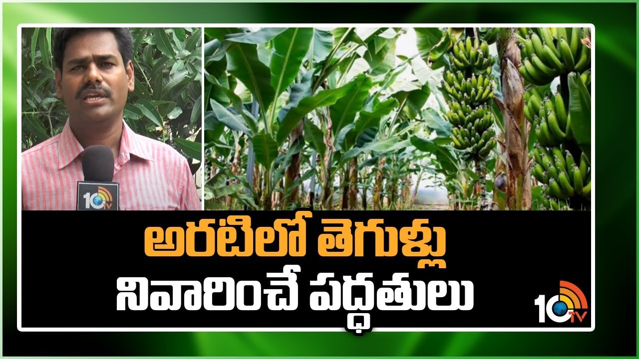 Pests Methods Banana : అరటిలో తెగుళ్లు నివారించే పద్ధతులు Pests Methods Banana : అరటిలో తెగుళ్లు నివారించే పద్ధతులు