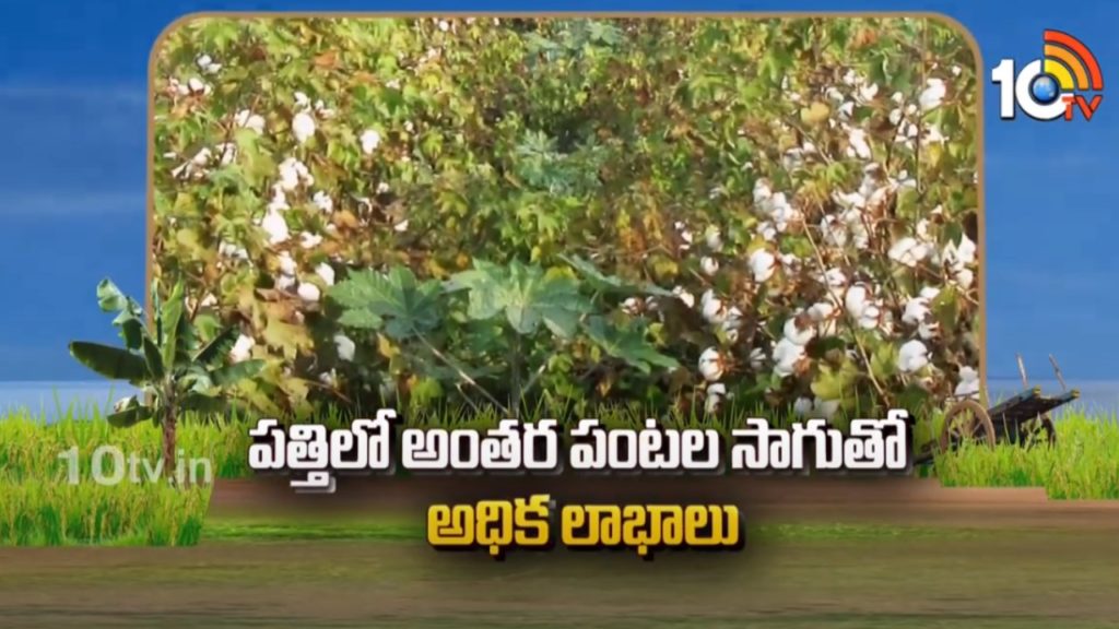 Cotton intercropping