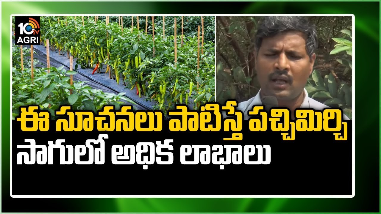 Mirchi Cultivation : ఈ సూచనలు పాటిస్తే పచ్చిమిర్చి సాగులో అధిక లాభాలు Mirchi Cultivation : ఈ సూచనలు పాటిస్తే పచ్చిమిర్చి సాగులో అధిక లాభాలు