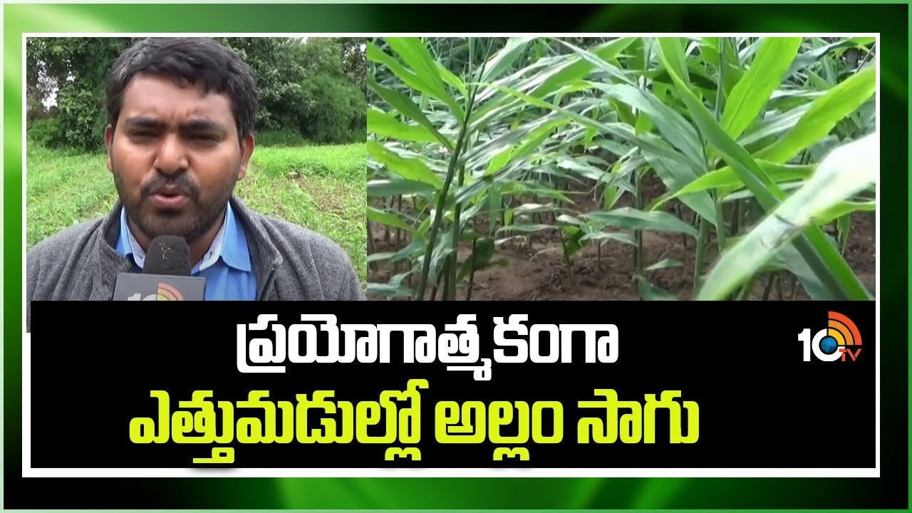 Ginger Cultivation : ఎత్తుమడుల విధానంలో అల్లం సాగు.. సాధారణ సాగుతో పోల్చితే తక్కువ పెట్టుబడి! Ginger Cultivation : ఎత్తుమడుల విధానంలో అల్లం సాగు.. సాధారణ సాగుతో పోల్చితే తక్కువ పెట్టుబడి!