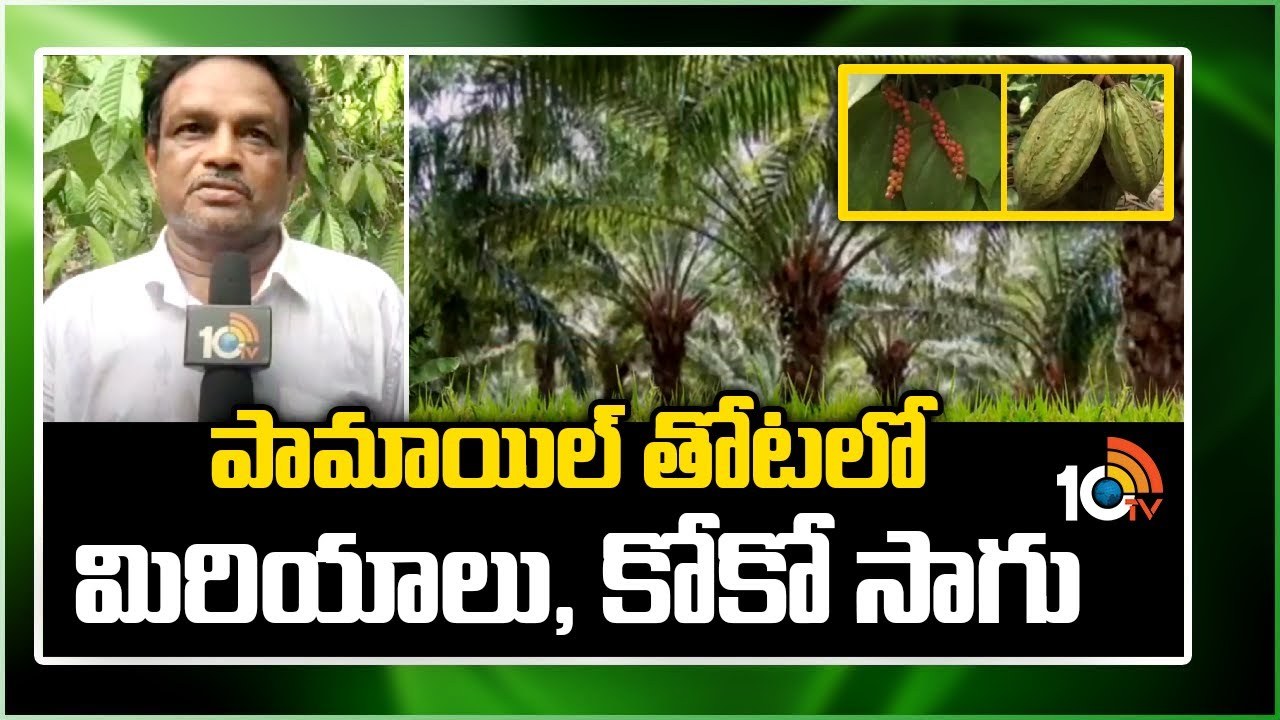 Cultivation of Pepper : పామాయిల్ తోటలో మిరియాలు, కోకో సాగు Cultivation of Pepper : పామాయిల్ తోటలో మిరియాలు, కోకో సాగు