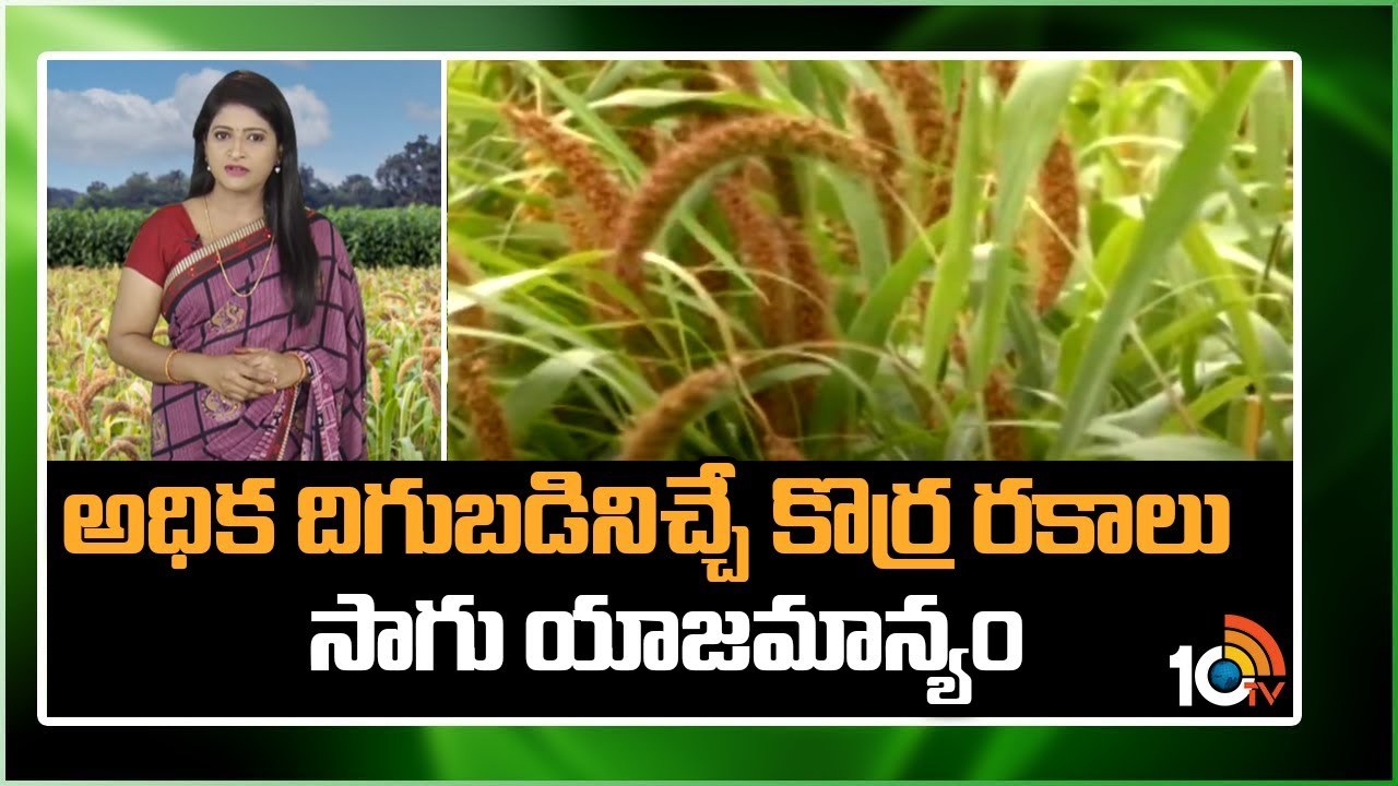 Foxtail Millet Cultivation : అధిక దిగుబడినిచ్చే కొర్ర రకాలు- సాగు యాజమాన్యం Foxtail Millet Cultivation : అధిక దిగుబడినిచ్చే కొర్ర రకాలు- సాగు యాజమాన్యం