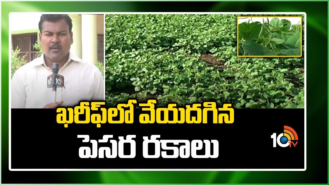 Green Gram Varieties : ఖరీఫ్లో వేయదగిన పెసర రకాలు Green Gram Varieties : ఖరీఫ్లో వేయదగిన పెసర రకాలు