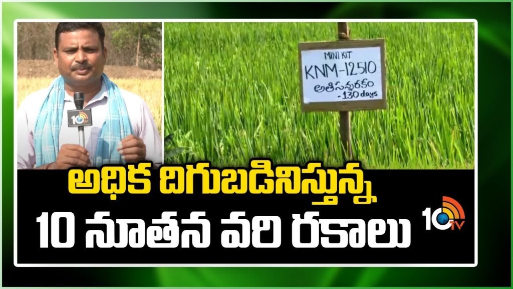 High Yielding New Rice Varieties