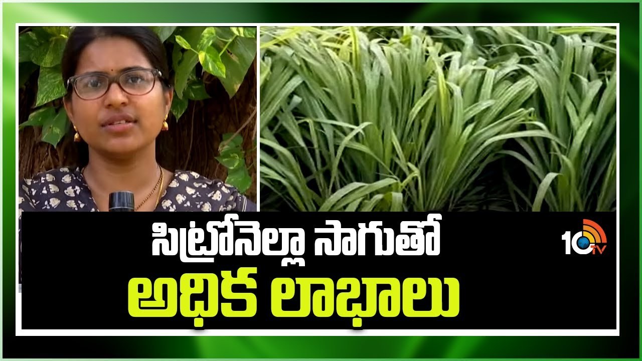 Citronella Grass Cultivation : సిట్రోనెల్లా గడ్డి సాగుతో సిరుల పంట – ఒక్కసారి నాటితే 5 ఏళ్లు దిగుబడి అంటున్న శాస్త్రవేత్తలు Citronella Grass Cultivation : సిట్రోనెల్లా గడ్డి సాగుతో సిరుల పంట – ఒక్కసారి నాటితే 5 ఏళ్లు దిగుబడి అంటున్న శాస్త్రవేత్తలు