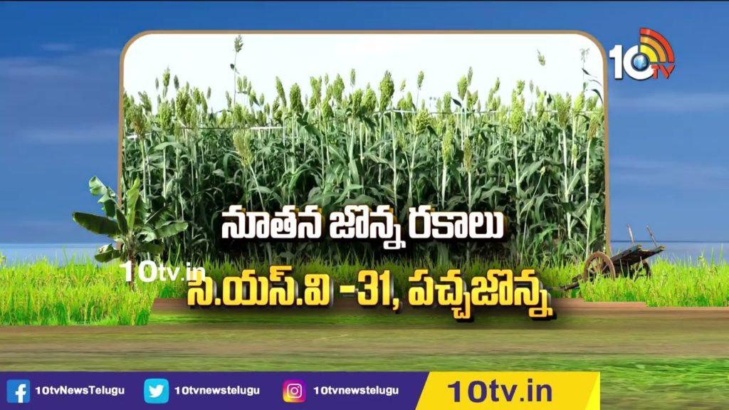 High yielding new sorghum varieties