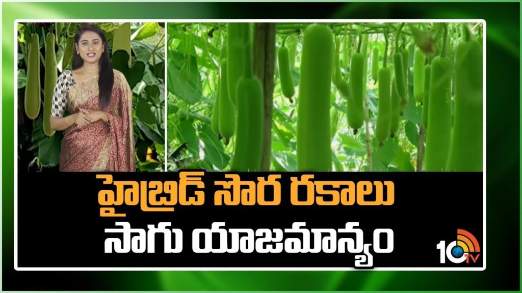 Hybrid Bottle Gourd Varieties Cultivation Techniques