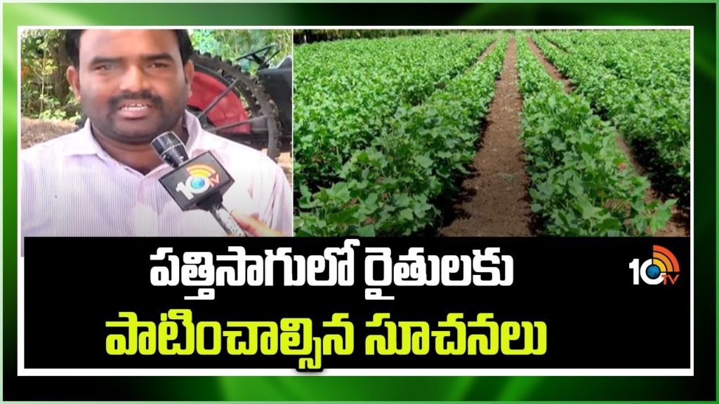 Instructions for Cotton Cultivation
