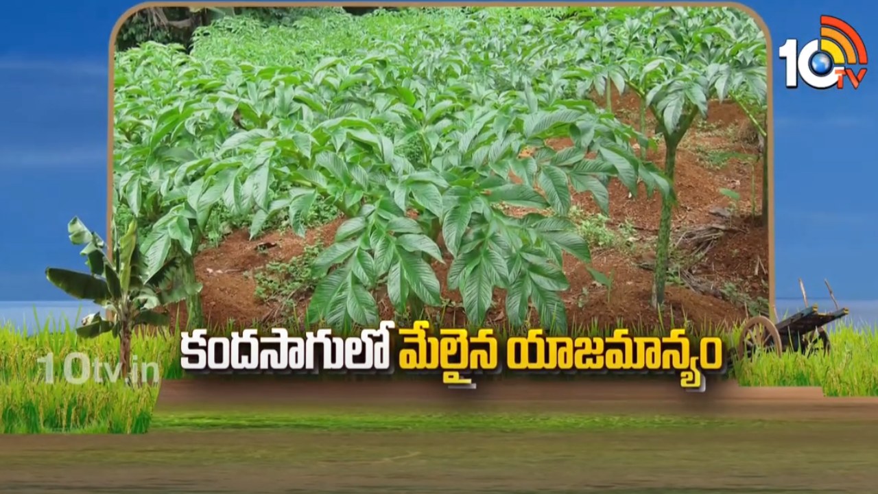 Kanda Yam Cultivation : కంద సాగుతో మంచి ఆదాయం- అధిక దిగుబడుల కోసం యాజమాన్య పద్ధతులు Kanda Yam Cultivation : కంద సాగుతో మంచి ఆదాయం- అధిక దిగుబడుల కోసం యాజమాన్య పద్ధతులు