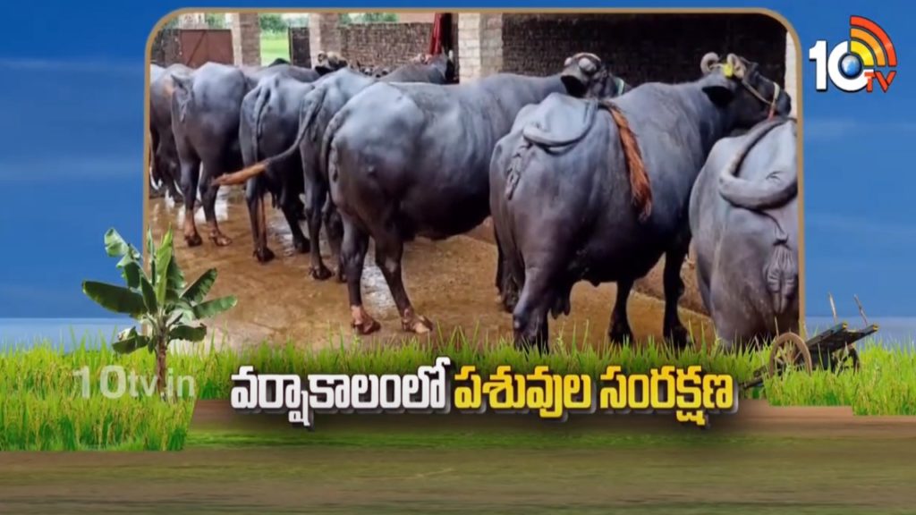 Livestock Care During Monsoon