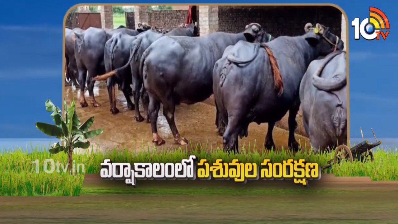 Livestock Care : వర్షాకాలంలో పశువులకు వ్యాధులు అధికం.. సంరక్షణ పద్ధతులు Livestock Care : వర్షాకాలంలో పశువులకు వ్యాధులు అధికం.. సంరక్షణ పద్ధతులు