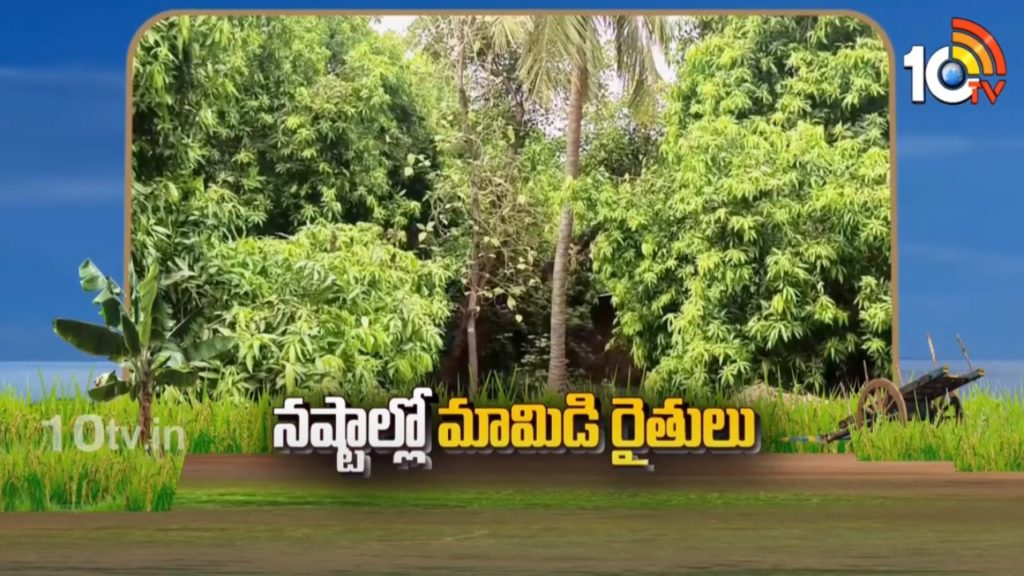 Mango Farmers in Losses
