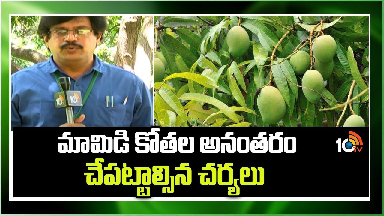 Mango Harvest Management : మామిడి కోతల అనంతరం చేపట్టాల్సిన చర్యలు Mango Harvest Management : మామిడి కోతల అనంతరం చేపట్టాల్సిన చర్యలు