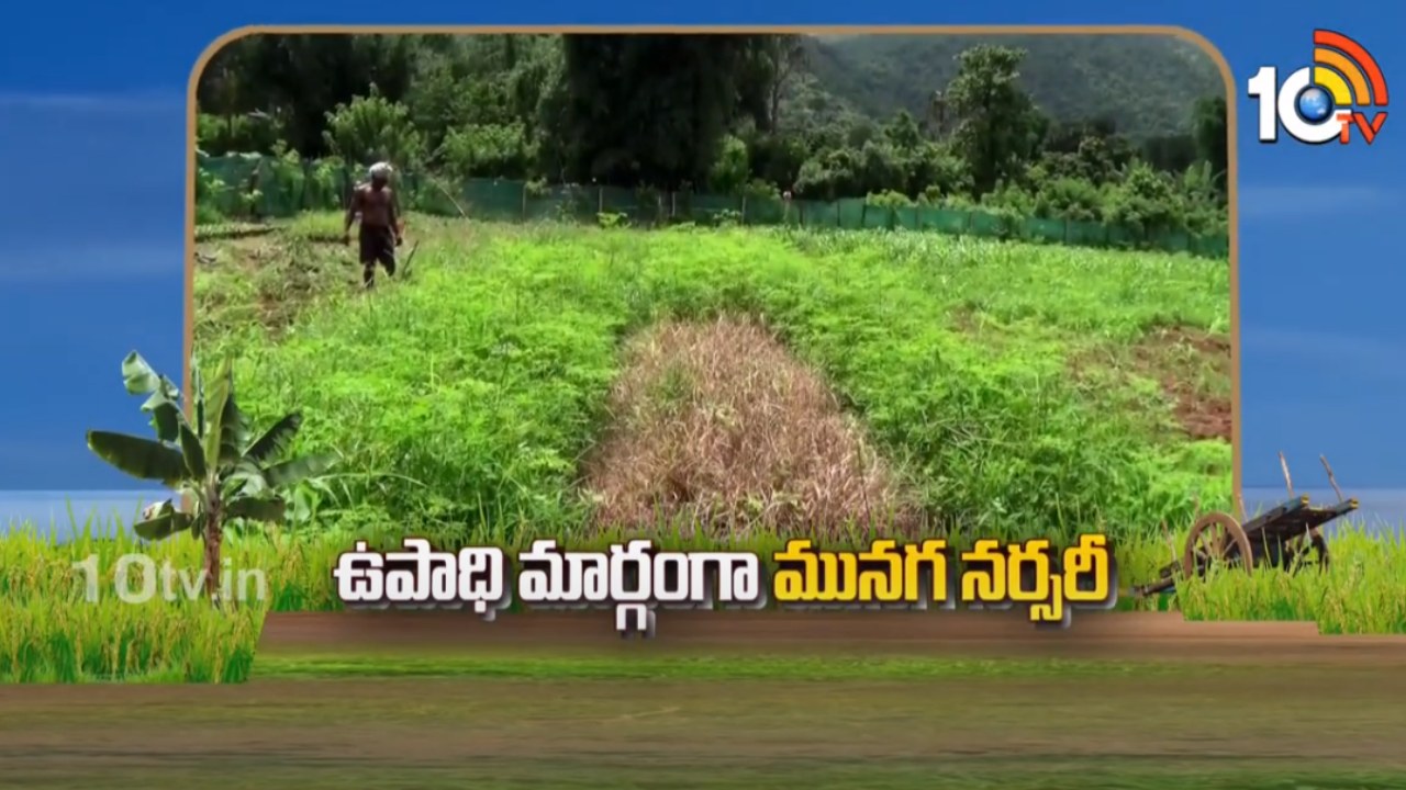 Munaga Nursery : మార్కెట్లో స్వీట్ కార్న్కు మంచి డిమాండ్.. అధిక దిగుబడుల కోసం మేలైన రకాలు Munaga Nursery : మార్కెట్లో స్వీట్ కార్న్కు మంచి డిమాండ్.. అధిక దిగుబడుల కోసం మేలైన రకాలు