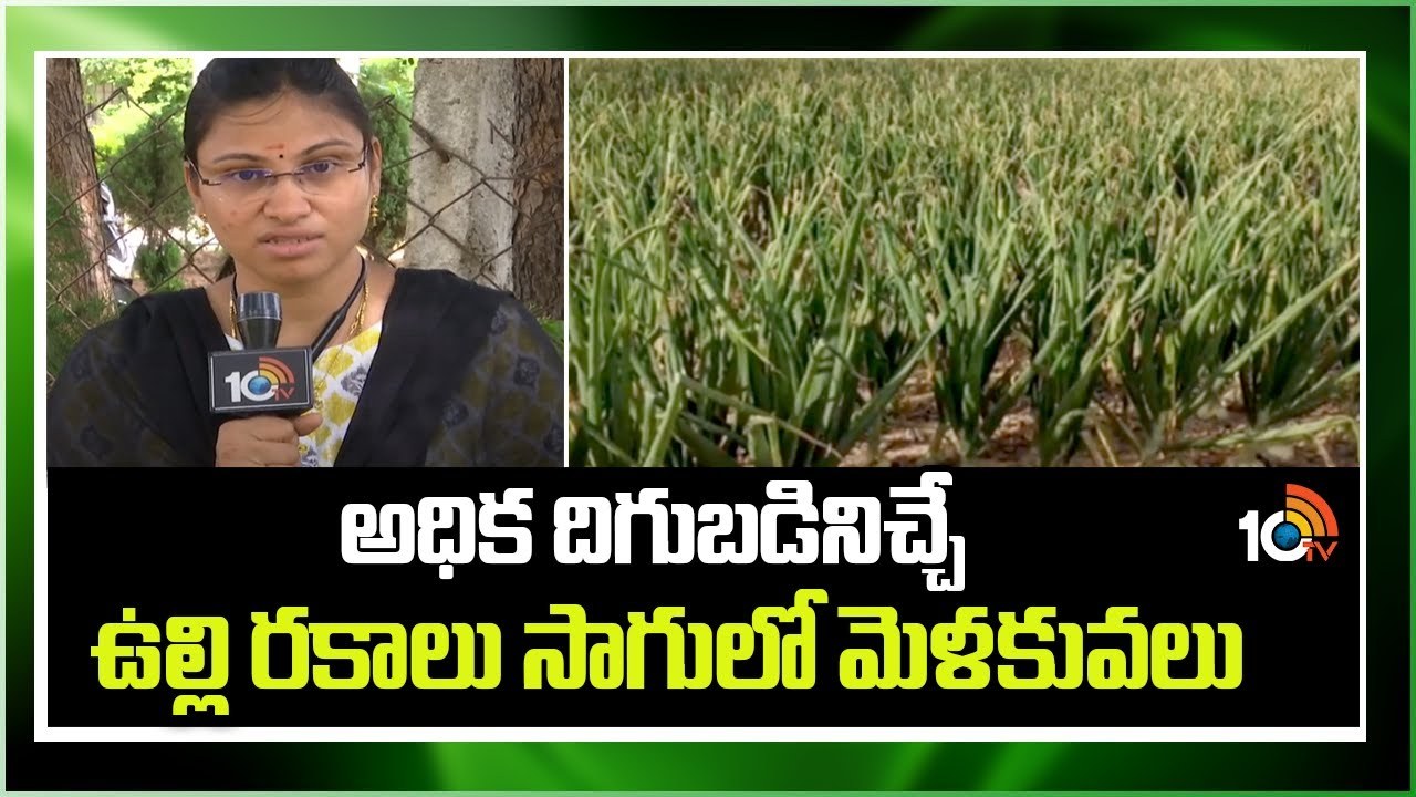 Onion Cultivation : ఖరీఫ్ ఉల్లిసాగుకు అనువైన రకాలు – అధిక దిగుబడులకు మేలైన యాజమాన్యం Onion Cultivation : ఖరీఫ్ ఉల్లిసాగుకు అనువైన రకాలు – అధిక దిగుబడులకు మేలైన యాజమాన్యం