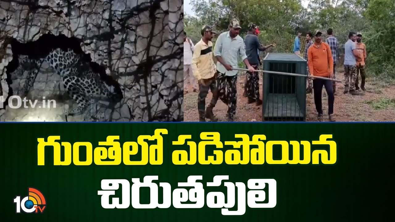 గుంతలో పడిన చిరుత.. అటవీ అధికారులు ఏం చేశారంటే? గుంతలో పడిన చిరుత.. అటవీ అధికారులు ఏం చేశారంటే?