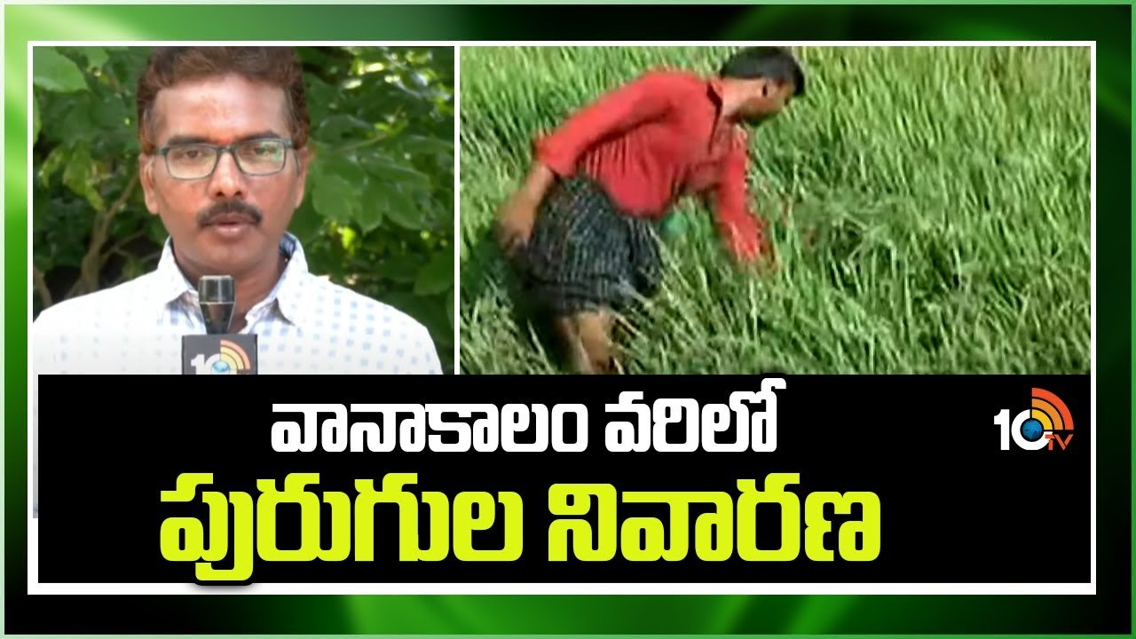 Paddy Cultivation : వానాకాలం వరిలో పురుగుల నివారణ.. Paddy Cultivation : వానాకాలం వరిలో పురుగుల నివారణ..